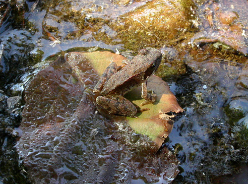 rane da identificare -Rana italica, Pelophylax sp.(Calabria)